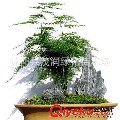 居家室內(nèi)必需盆栽植物 對(duì)人體健康大有好處的花卉 文竹3-4頭一盆