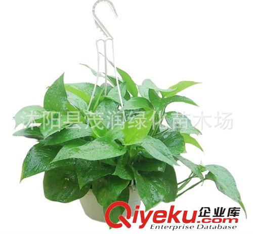 綠蘿吊蘭盆栽植物花卉可水培新房裝修房辦公室凈化空氣吸甲醛原始圖片2