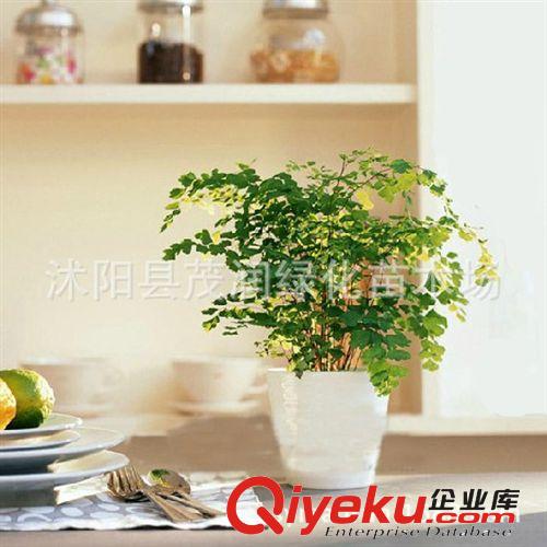 綠蘿吊蘭盆栽植物花卉可水培新房裝修房辦公室凈化空氣吸甲醛