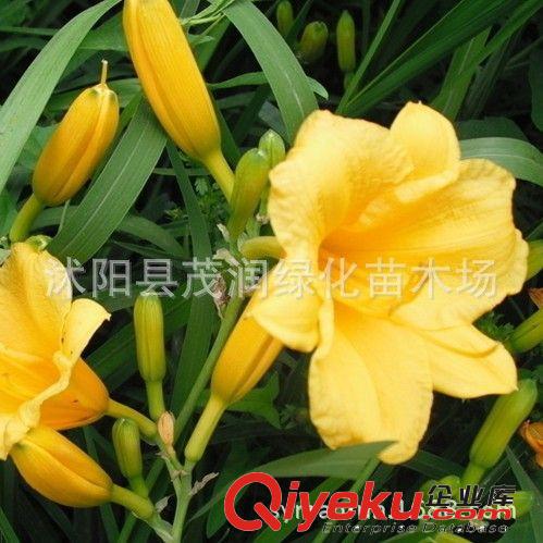 苗圃直銷盆栽花卉 番紅花種球【混批】 藏紅花種球 地被觀花植物
