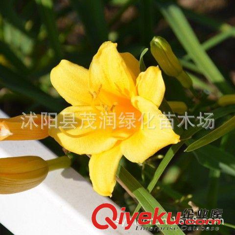 苗圃直銷金娃娃”萌芽早，抗寒，耐旱、耐濕、耐熱，適應性強原始圖片2