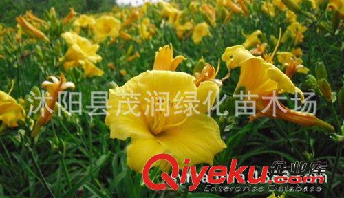 苗圃直銷金娃娃”萌芽早，抗寒，耐旱、耐濕、耐熱，適應性強原始圖片3