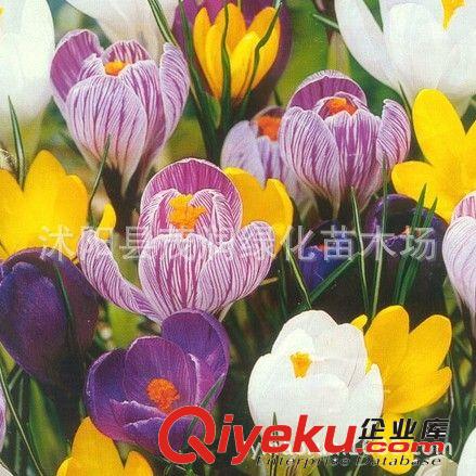 地被植物盆栽觀葉花卉 玉簪玉簪苗 全網(wǎng){zd1}0.45元 批發(fā)