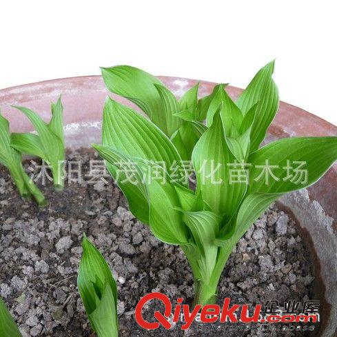庭院綠化綠籬盆栽 龜甲冬青常綠小灌木 耐陰地被觀果植物