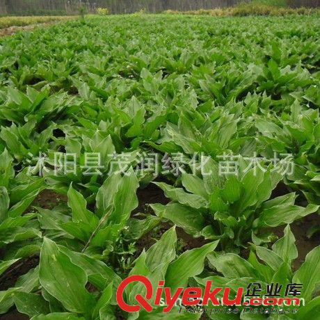 地被植物盆栽觀葉花卉 玉簪玉簪苗 全網(wǎng){zd1}0.45元 批發(fā)原始圖片2