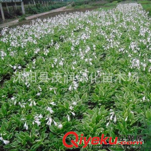 地被植物盆栽觀葉花卉 玉簪玉簪苗 全網(wǎng){zd1}0.45元 批發(fā)原始圖片3