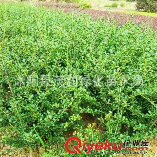 庭院園林綠化 觀花植物 連翹 黃老虎 2年生大棵