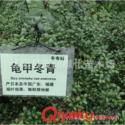 庭院綠化綠籬盆栽 龜甲冬青常綠小灌木 耐陰地被觀果植物原始圖片2