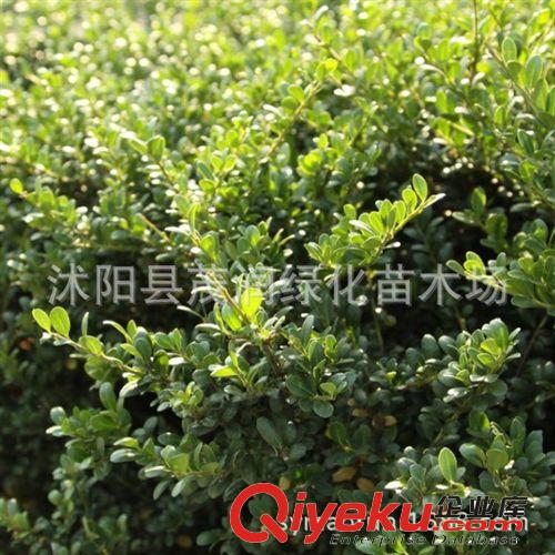 庭院綠化綠籬盆栽 龜甲冬青常綠小灌木 耐陰地被觀果植物原始圖片3