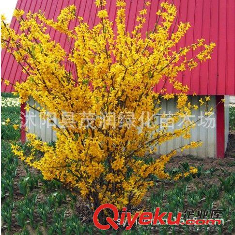 庭院園林綠化 觀花植物 連翹 黃老虎 2年生大棵原始圖片2