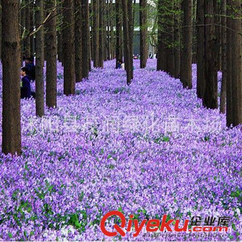 批發菊花種子矢車菊種子 可用于花壇、草地鑲邊或盆花觀賞