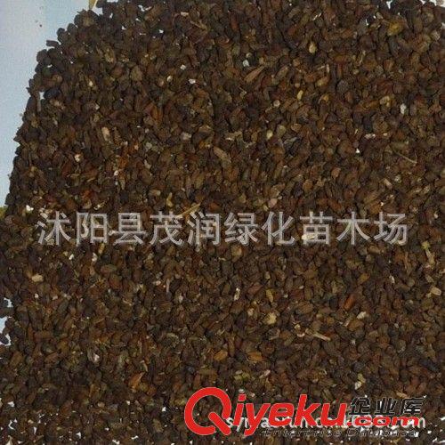 批發草花類種子 大面積地被綠化 二月蘭 諸葛菜 紫金草原始圖片2
