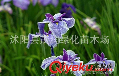 批發草花類種子 大面積地被綠化 二月蘭 諸葛菜 紫金草原始圖片3