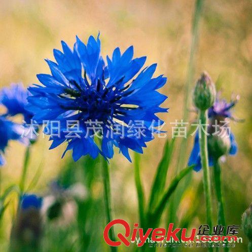 直銷彩色地被植物種子 五彩石竹 凈化空氣 可盆栽