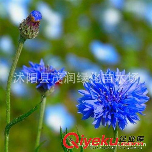 批發菊花種子矢車菊種子 可用于花壇、草地鑲邊或盆花觀賞原始圖片2