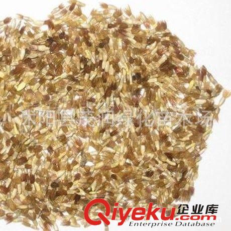 批發菊花種子矢車菊種子 可用于花壇、草地鑲邊或盆花觀賞原始圖片3