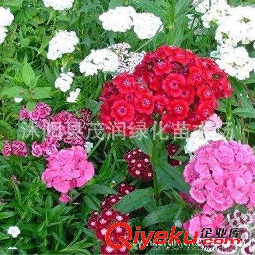 直銷彩色地被植物種子 五彩石竹 凈化空氣 可盆栽原始圖片2