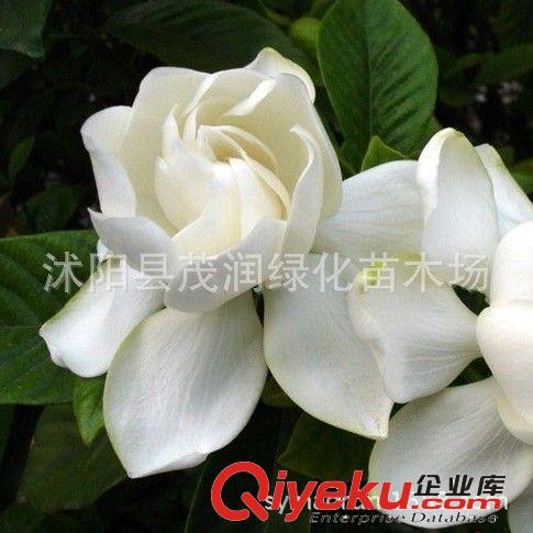 庭院綠化 香花類花卉觀葉植物 牡丹梔子 花大香濃3年生原始圖片3