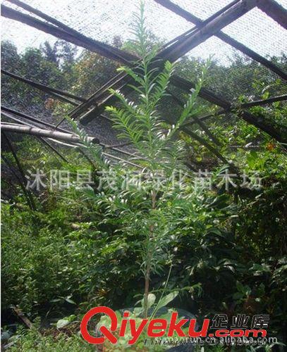 茂潤綠化苗木場出售灌木觀花植物 連翹 黃老虎 黃花條庭院園林用