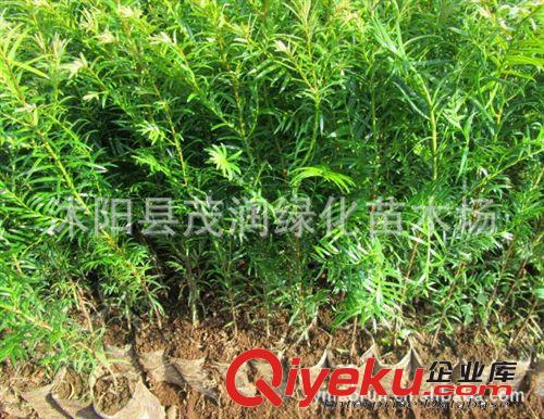 直銷(xiāo)綠化苗木 紅豆杉苗原始圖片2