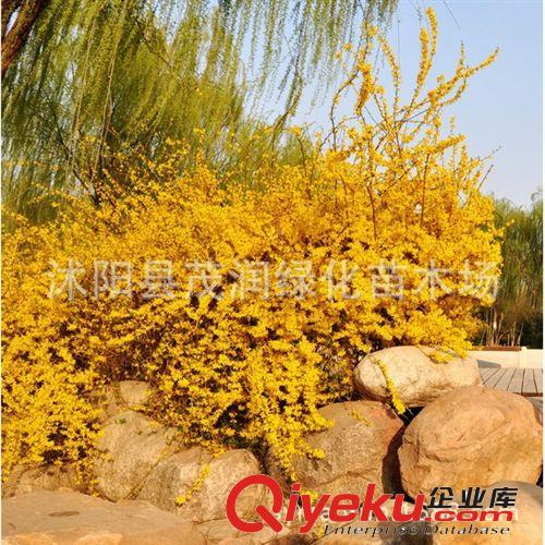 茂潤綠化苗木場出售灌木觀花植物 連翹 黃老虎 黃花條庭院園林用原始圖片3