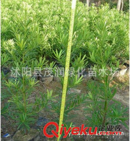苗圃價直銷綠化綠籬苗 小葉女貞綠化苗50厘米高以上只賣0.25元