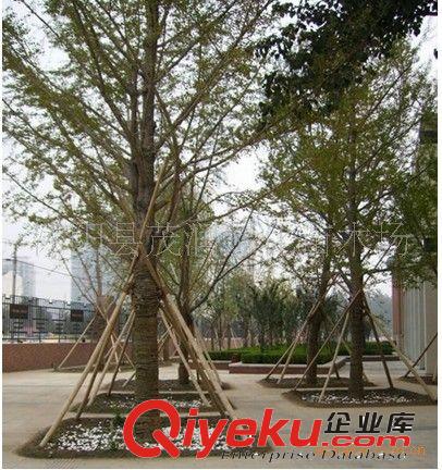 出售珍稀樹種銀杏樹苗白果苗 園林庭院綠化苗木 苗圃直銷2年苗原始圖片3