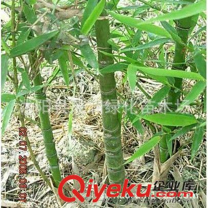 庭院園林綠化竹子 盆栽植物 羅漢竹 人面竹 壽星竹四季長(zhǎng)青 3年苗原始圖片2