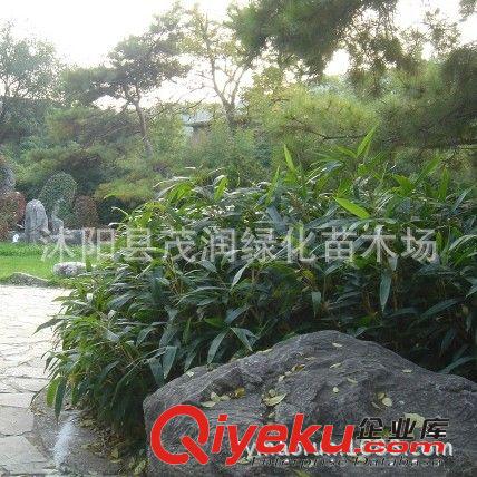 直銷觀葉花卉 南天竹 形態(tài)優(yōu)越清雅 量大批發(fā)30-60厘米高