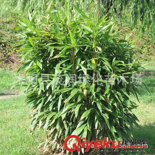 庭院園林點綴植物觀葉植物 常青花卉竹子 闊葉箬竹葉可包裹粽子原始圖片2