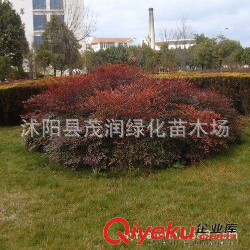 直銷觀葉花卉 南天竹 形態(tài)優(yōu)越清雅 量大批發(fā)30-60厘米高原始圖片2