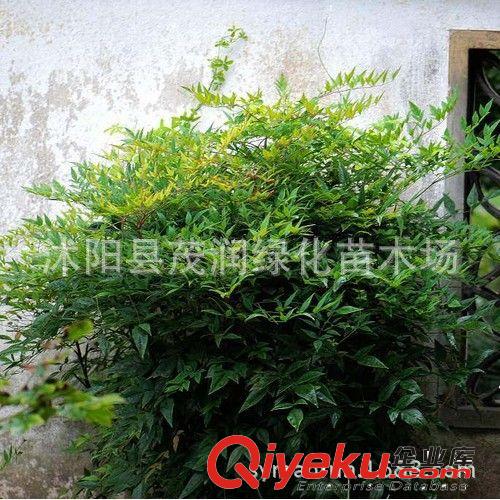 直銷觀葉花卉 南天竹 形態(tài)優(yōu)越清雅 量大批發(fā)30-60厘米高原始圖片3