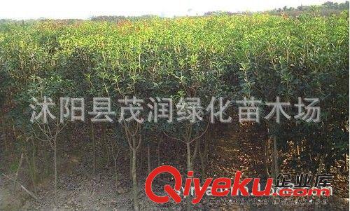 苗圃直銷桂花樹 金桂 庭院別墅綠化 盆栽 香花花卉四季常青原始圖片2