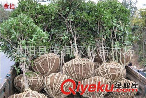 苗圃直銷桂花樹 金桂 庭院別墅綠化 盆栽 香花花卉四季常青原始圖片3