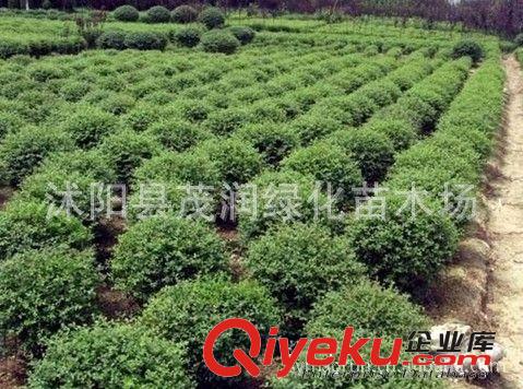 苗圃價直銷 火棘球規(guī)格齊全 80厘米冠幅上車價55原始圖片2