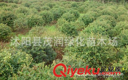 苗圃價直銷 火棘球規(guī)格齊全 80厘米冠幅上車價55原始圖片3