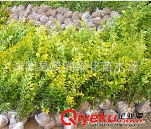 綠蘿吊蘭盆栽植物花卉可水培新房裝修房辦公室凈化空氣吸甲醛