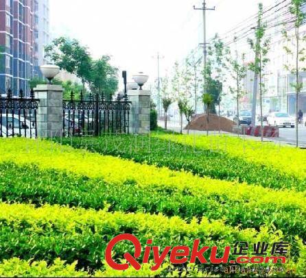 苗木基地大量出售 金葉女貞工程綠化苗 50厘米高3叉只買7毛原始圖片2