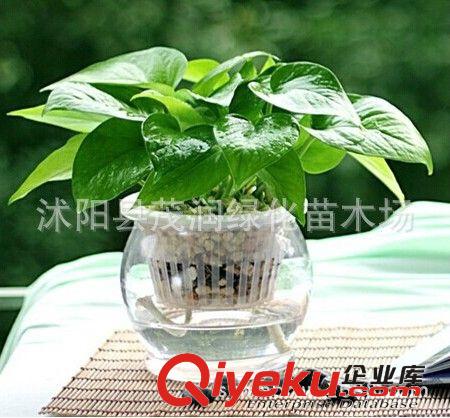 綠蘿吊蘭盆栽植物花卉可水培新房裝修房辦公室凈化空氣吸甲醛