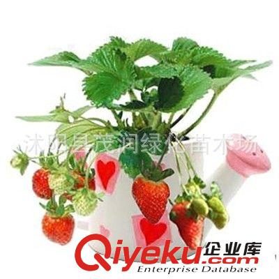 水果種子草莓盆栽種子 營養豐富有ssjf作用 1.3元一袋原始圖片2