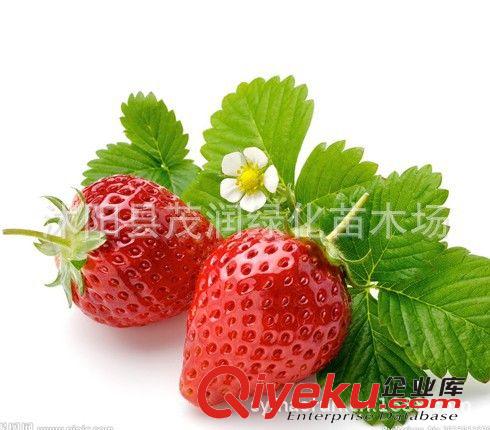 水果種子草莓盆栽種子 營養豐富有ssjf作用 1.3元一袋原始圖片3
