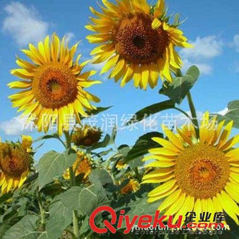 批發花草類種子 觀賞向日葵 美麗向日葵 庭院美化 花卉盆栽原始圖片2