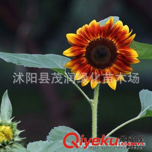 批發花草類種子 觀賞向日葵 美麗向日葵 庭院美化 花卉盆栽原始圖片3