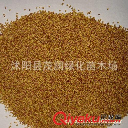 出售觀賞型草坪，幸運(yùn)草紅三葉草，三葉草種子原始圖片2