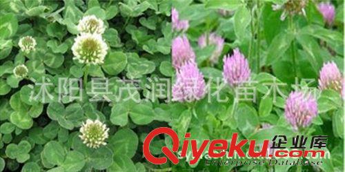 出售觀賞型草坪，幸運(yùn)草紅三葉草，三葉草種子原始圖片3