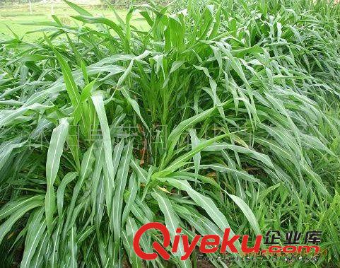 出售觀賞型草坪，幸運(yùn)草紅三葉草，三葉草種子
