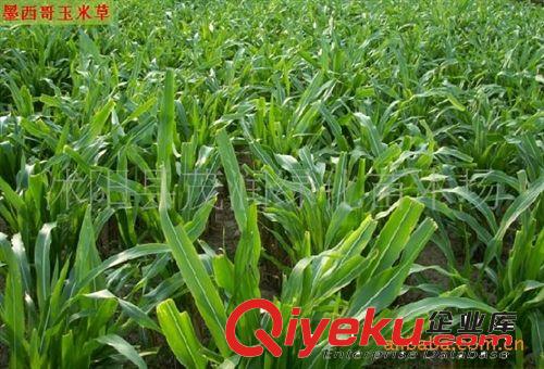 直銷墨西哥玉米草種子！產(chǎn)量高營養(yǎng)豐富 量大從優(yōu)原始圖片2