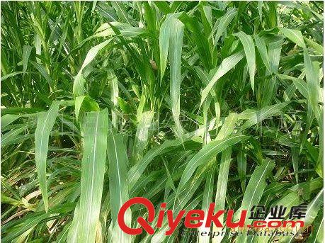 直銷墨西哥玉米草種子！產(chǎn)量高營養(yǎng)豐富 量大從優(yōu)原始圖片3