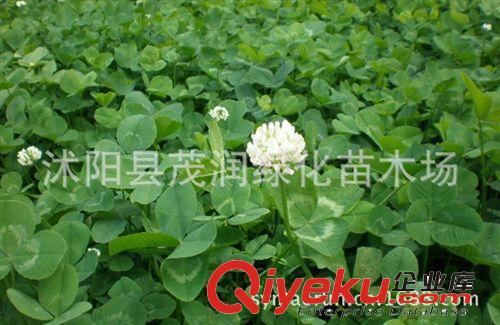 直銷草坪牧草 白三葉草又名車軸草低矮，適應(yīng)性強(qiáng)原始圖片2