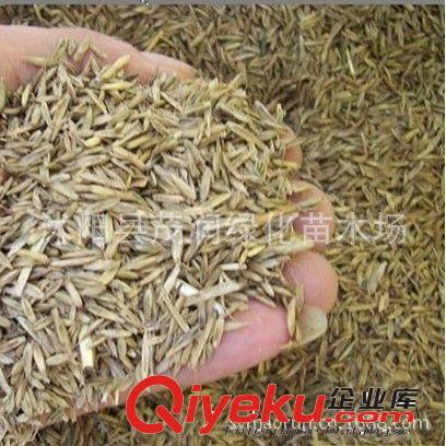 批發直銷 多年生黑麥草種子 牧草種子 草質柔嫩多汁 適口性好原始圖片2